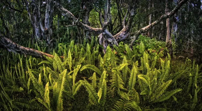 Framed Print : Paper bark (Melaleuca quinquenervia) cajeput tree forest Framed Print : Paper bark (Melaleuca quinquenervia) cajeput tree forest