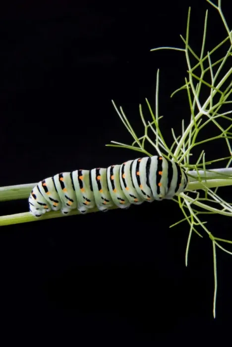 Framed Print : Papilio machaon larva, butterfly of the family Papilionidae, Italy, Europe Framed Print : Papilio machaon larva, butterfly of the family Papilionidae, Italy, Europe