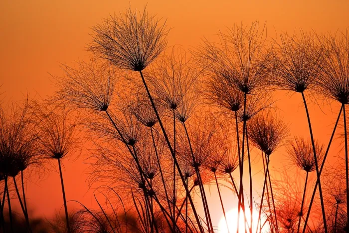 Framed Print : Papyrus sedge, Cyperus papyrus, sillhouetted at sunset, Chobe National Park, Botswana Framed Print : Papyrus sedge, Cyperus papyrus, sillhouetted at sunset, Chobe National Park, Botswana