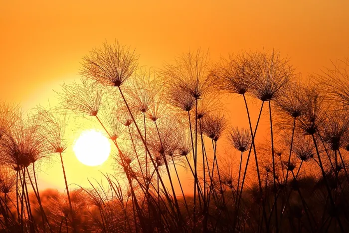Framed Print : Papyrus sedge, Cyperus papyrus, sillhouetted at sunset, Chobe National Park, Botswana Framed Print : Papyrus sedge, Cyperus papyrus, sillhouetted at sunset, Chobe National Park, Botswana