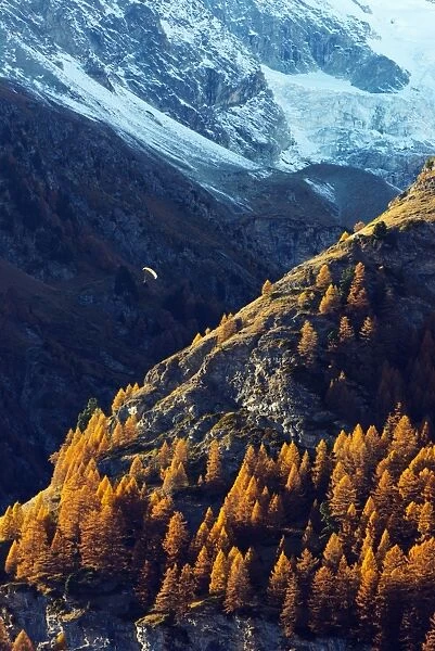 A paraglider flying in autumn, Zermatt, Valais, Swiss Alps, Switzerland, Europe