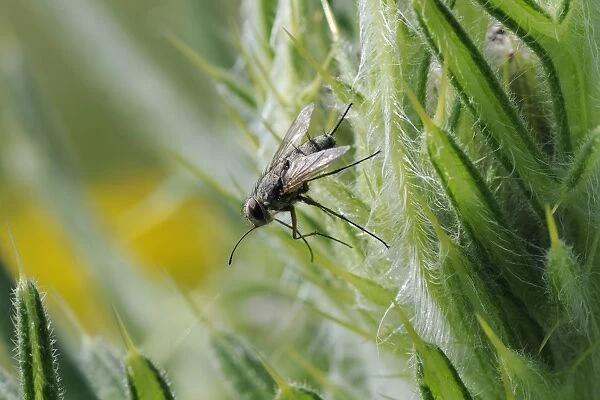 Parasite fly or Tachinid fly (Prosena siberita) with long proboscis, Wiltshire, England