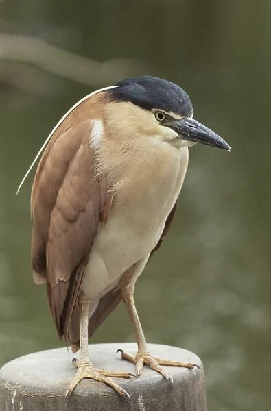 Parkville heron (Nycticorax caledonicus), Melbourne Zoo, Melbourne, Victoria