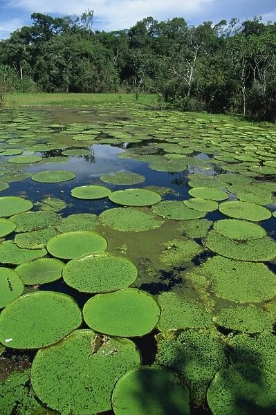 Parque Ecologico do Janauary, Victoria Amazonica (Giant Water-Lily), Manaus
