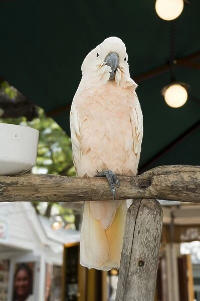 Parrot in cafe