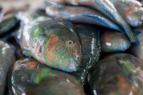 Parrotfish (Scaridae) an important herbivore in the coral reef ecosystem, for sale in Kudat fish market, Sabah, Malaysian Borneo, Malaysia, Southeast Asia, Asia