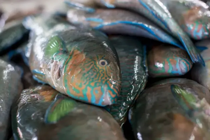 Framed Print : Parrotfish (Scaridae) an important herbivore in the coral reef ecosystem, for sale in Kudat fish market, Sabah, Malaysian Borneo, Malaysia, Southeast Asia, Asia Framed Print : Parrotfish (Scaridae) an important herbivore in the coral reef ecosystem, for sale in Kudat fish market, Sabah, Malaysian Borneo, Malaysia, Southeast Asia, Asia
