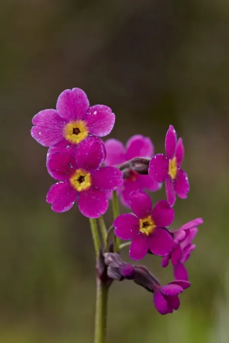 Framed Print : Parrys primrose (Primula parryi), San Juan National Forest, Colorado, United States of America, North America Framed Print : Parrys primrose (Primula parryi), San Juan National Forest, Colorado, United States of America, North America