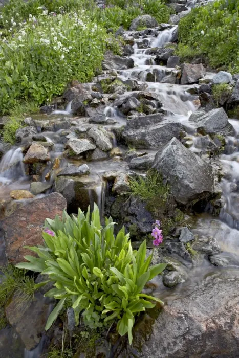 Framed Print : Parrys primrose (Primula parryi) growing in a stream, American Basin