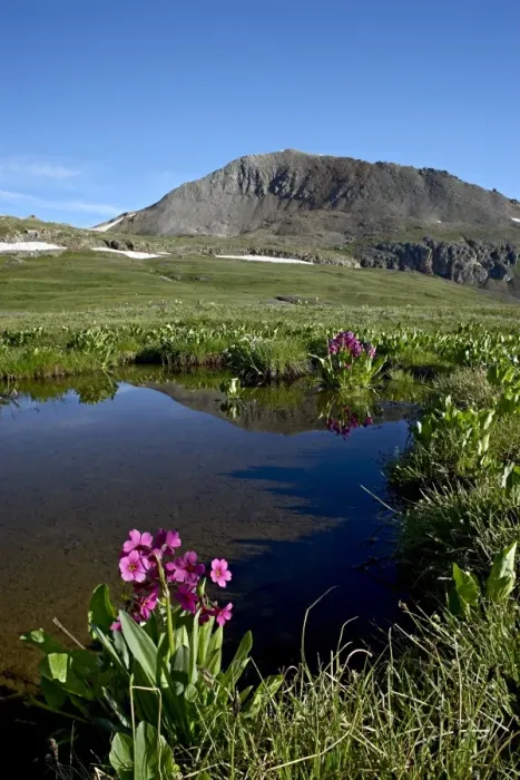 Framed Print : Parrys primrose (Primula parryi) next to a tarn, Porphyry Basin, San Juan National Forest Framed Print : Parrys primrose (Primula parryi) next to a tarn, Porphyry Basin, San Juan National Forest