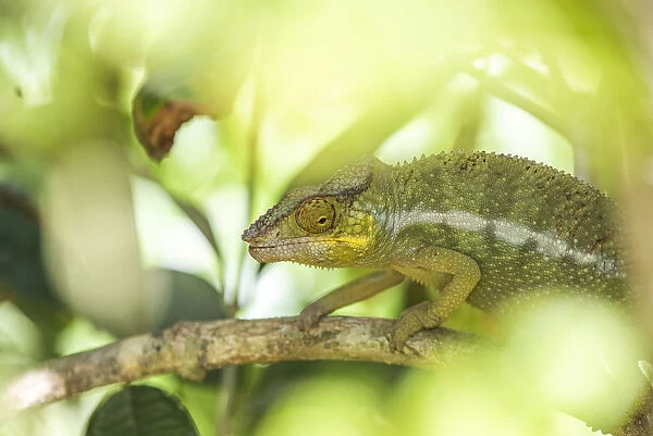 Parsons chameleon (Calumma parsonii), endemic to Madagascar