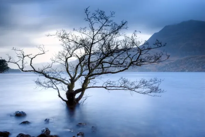 Framed Print : Partially submerged tree in Loch Maree on a stormy day, near Poolewe, Achnasheen Framed Print : Partially submerged tree in Loch Maree on a stormy day, near Poolewe, Achnasheen