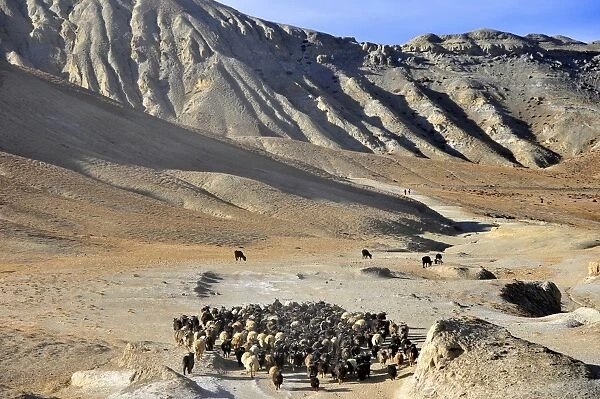 Pashminas sheep in Mustang, Nepal, Asia