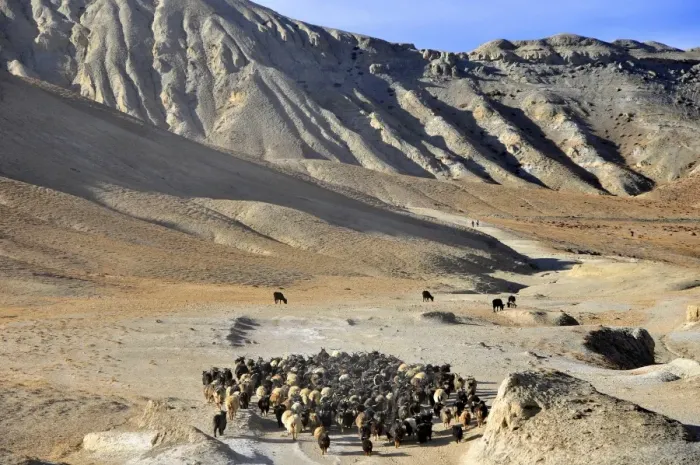 Framed Print : Pashminas sheep in Mustang, Nepal, Asia Framed Print : Pashminas sheep in Mustang, Nepal, Asia
