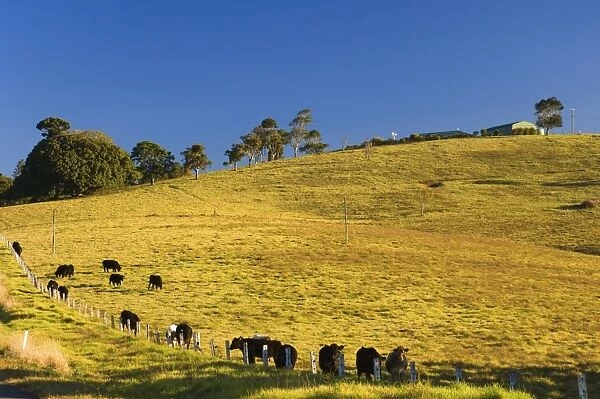 Pasture, Beechmont, Queensland, Australia, Pacific