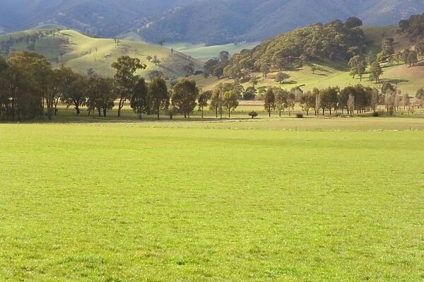 Pasture, Biggara Valley, Victoria, Australia, Pacific