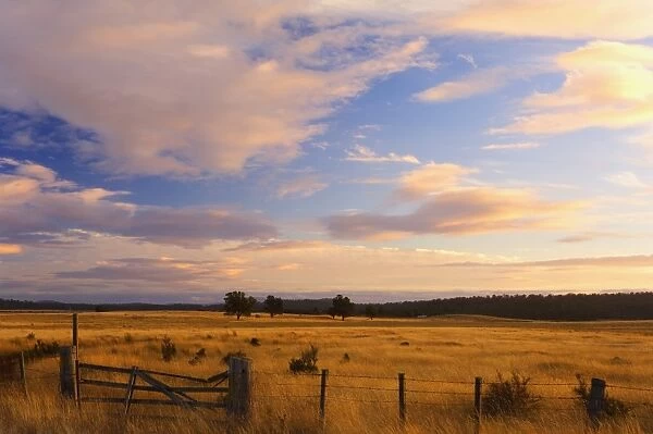Pasture at sunset, Bronte Park, Tasmania, Australia, Pacific