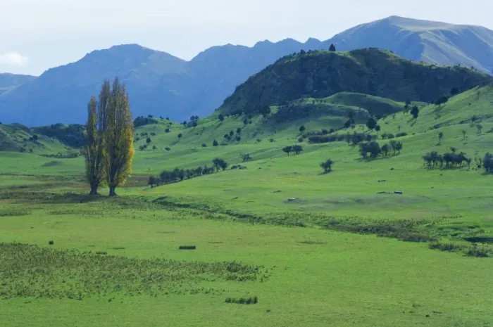 Framed Print : Pasture, Wanaka Framed Print : Pasture, Wanaka