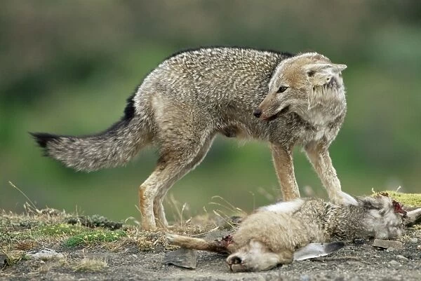 Patagonian grey fox (Dusicyon griseus griseus) defending his killed prey