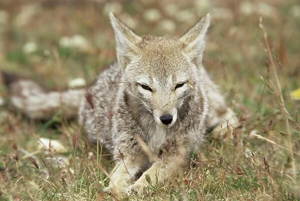 Patagonian grey fox (Dusicyon griseus griseus), Torres del Paine National Park