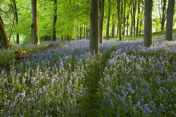 Path through bluebell wood, Chipping Campden, Cotswolds, Gloucestershire, England