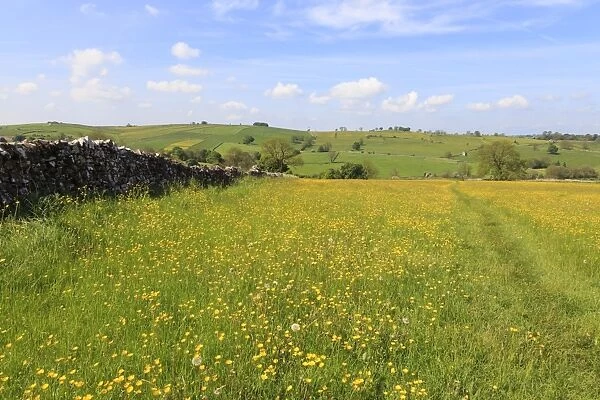 Path through the buttercups and green hills, near Alstonefield, Peak District National Park, Staffordshire, England, Untied Kingdom, Europe