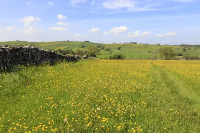 Framed Print : Path through the buttercups and green hills, near Alstonefield, Peak District National Park, Staffordshire, England, Untied Kingdom, Europe Framed Print : Path through the buttercups and green hills, near Alstonefield, Peak District National Park, Staffordshire, England, Untied Kingdom, Europe