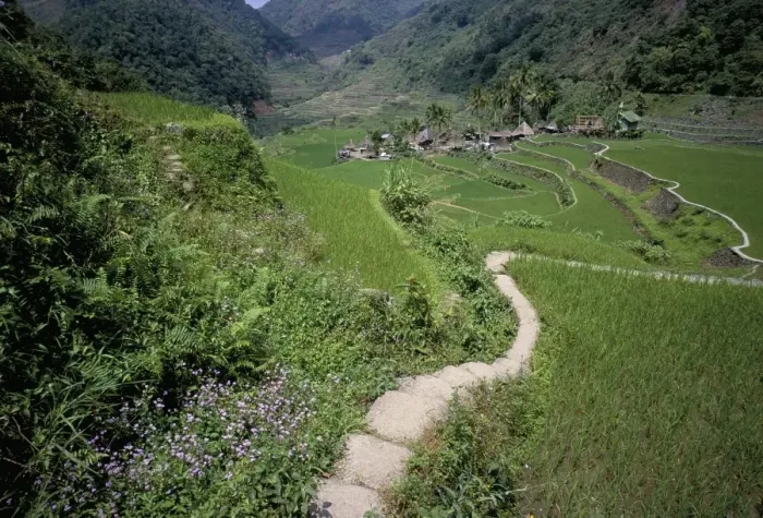 Framed Print : Path through fields leading to the Ifugao village of Banga-An Framed Print : Path through fields leading to the Ifugao village of Banga-An