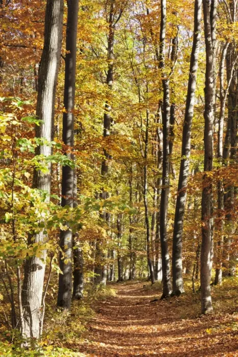 Framed Print : Path in a forest in autumn, Swabian Alb, Baden Wurttemberg, Germany, Europe Framed Print : Path in a forest in autumn, Swabian Alb, Baden Wurttemberg, Germany, Europe