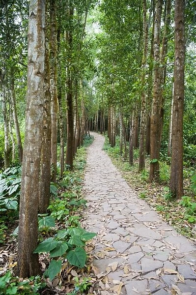Path through the Forest at My Son, UNESCO World Heritage Site, Vietnam, Indochina, Southeast Asia, Asia