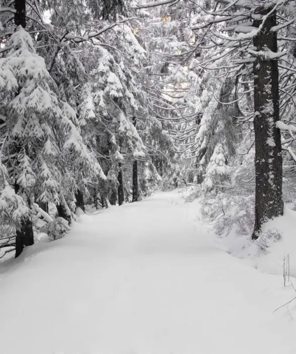Framed Print : Path through a forest in winter, Nature Reserve, Kaltenbronn, Gernsbach, Black Forest, Baden Wurttemberg, Germany, Europe Framed Print : Path through a forest in winter, Nature Reserve, Kaltenbronn, Gernsbach, Black Forest, Baden Wurttemberg, Germany, Europe