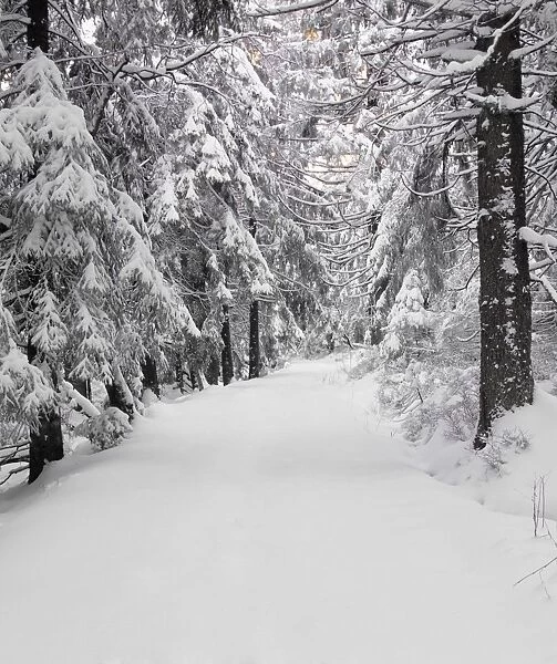 Path through a forest in winter, Nature Reserve, Kaltenbronn, Gernsbach, Black Forest, Baden Wurttemberg, Germany, Europe