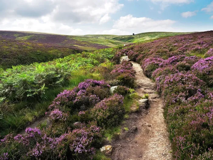 Framed Print : Path through Heather on Haworth Moor, Yorkshire, England, United Kingdom, Europe Framed Print : Path through Heather on Haworth Moor, Yorkshire, England, United Kingdom, Europe