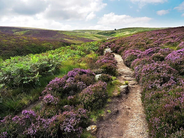 Path through Heather on Haworth Moor, Yorkshire, England, United Kingdom, Europe