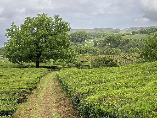 Path leading toward a big nut tree in the middle of the tea plantation Cha Gorreana in Sao Miguel, Azores Islands, Portugal, Atlantic