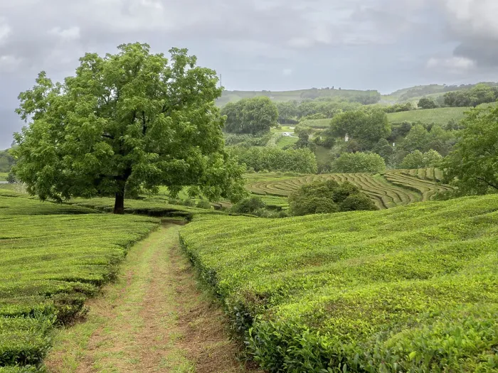 Framed Print : Path leading toward a big nut tree in the middle of the tea plantation Cha Gorreana in Sao Miguel, Azores Islands, Portugal, Atlantic Framed Print : Path leading toward a big nut tree in the middle of the tea plantation Cha Gorreana in Sao Miguel, Azores Islands, Portugal, Atlantic