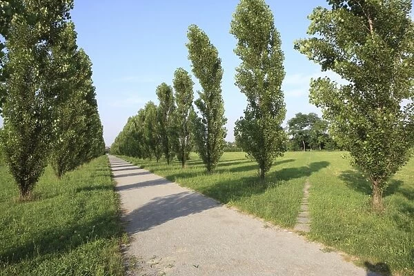 Path, Parco Nord, Milan, Lombardy, Italy, Europe