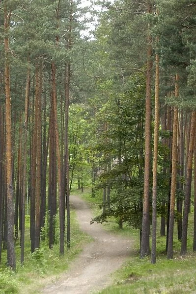 Path through pine forest
