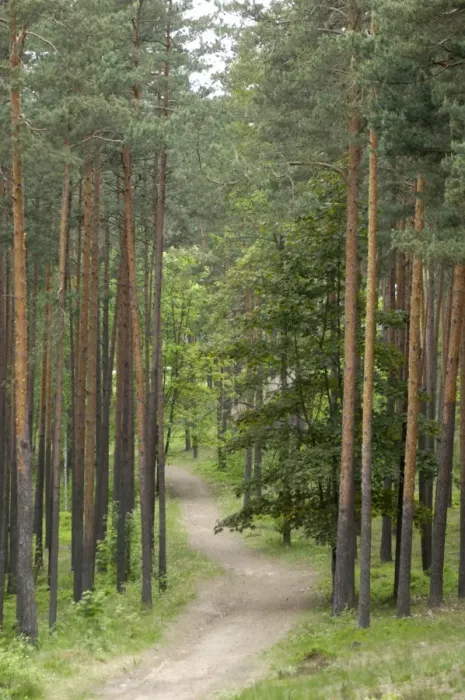 Framed Print : Path through pine forest Framed Print : Path through pine forest