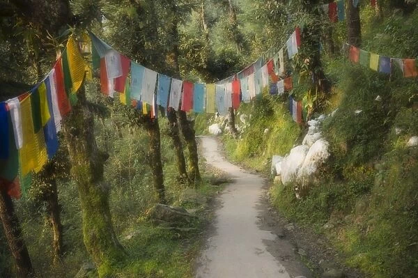 Path and prayer flags