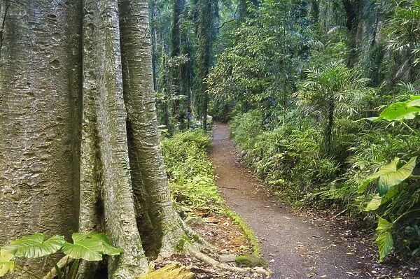Path through rainforest, Dorrigo National Park, UNESCO World Heritage Site