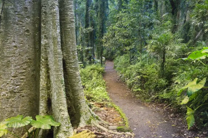 Framed Print : Path through rainforest, Dorrigo National Park, UNESCO World Heritage Site Framed Print : Path through rainforest, Dorrigo National Park, UNESCO World Heritage Site