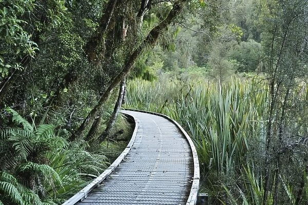 Path through rainforest, Westland Tai Poutini National Park, UNESCO World Heritage Site