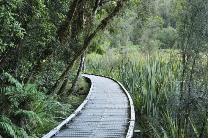Framed Print : Path through rainforest, Westland Tai Poutini National Park, UNESCO World Heritage Site Framed Print : Path through rainforest, Westland Tai Poutini National Park, UNESCO World Heritage Site