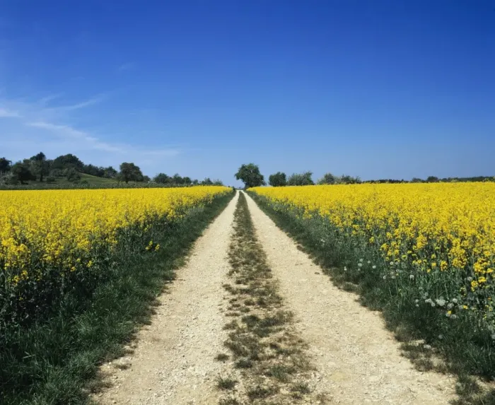 Framed Print : Path through a rape field, Swabian Alb, Baden Wurttemberg, Germany, Europe Framed Print : Path through a rape field, Swabian Alb, Baden Wurttemberg, Germany, Europe