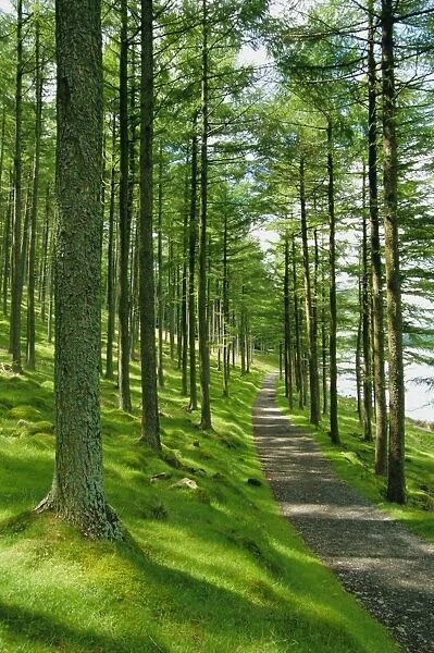 Path and sunlight through pine trees, Burtness Wood, near Buttermere, Lake District National Park