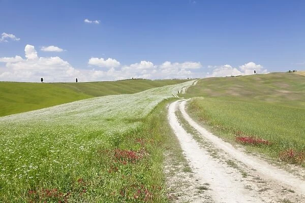 Path through Tuscan landscape. near San Quirico, Val d Orcia (Orcia Valley), UNESCO
