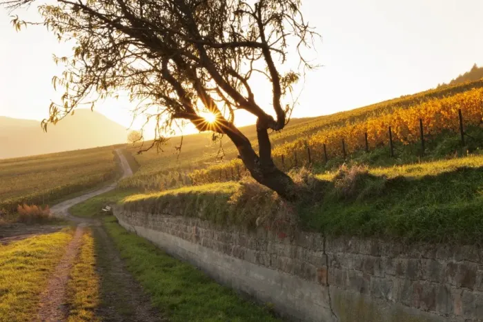 Framed Print : Path through vineyards in autumn at sunset, Burrweiler, German Wine Route, Pfalz, Rhineland-Palatinate, Germany, Europe Framed Print : Path through vineyards in autumn at sunset, Burrweiler, German Wine Route, Pfalz, Rhineland-Palatinate, Germany, Europe
