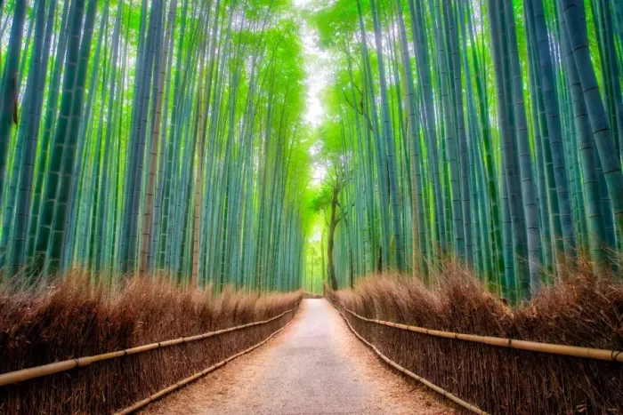 Framed Print : A path winds through an ancient bamboo forest in Kyoto, Japan, Asia Framed Print : A path winds through an ancient bamboo forest in Kyoto, Japan, Asia