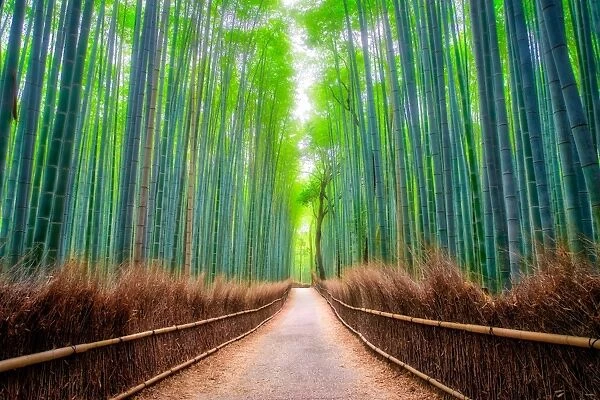 A path winds through an ancient bamboo forest in Kyoto, Japan, Asia